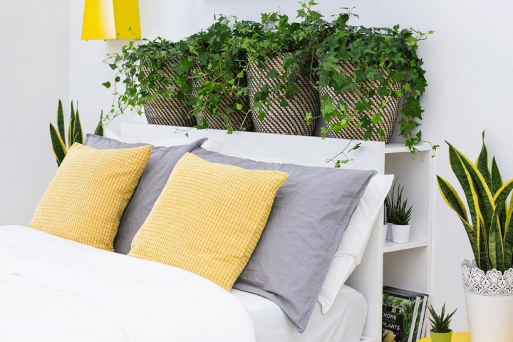 15+ Loại Cây Trồng Trong Phòng Ngủ Giúp Làm Sạch Không Khí Và Cải Thiện Giấc Ngủ